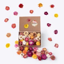 Bunte Trockenblumen Strohblumen Mix - Fr&uuml;hlingsdeko Kranz Basteln Hochzeit