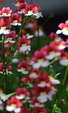 Nemesia Red White 500 Seeds Flower - FAST DELIVERY- UK SELLER