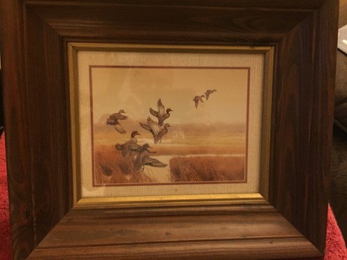 Ducks Taking flight Picture - Picture 1 of 3