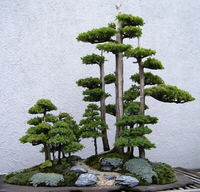 indian bonsai trees Buy Indian Banyan Bonsai Tree Online (Bargad) – Abana Homes main image 1