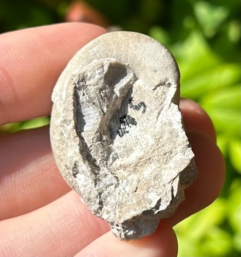 England Fossil Gastropod Straparollus rotundatus Mississippian Age Shell - Picture 8 of 8