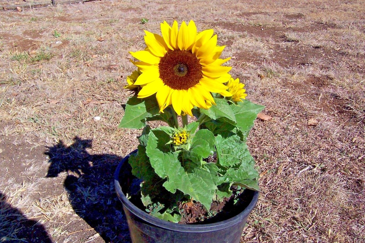 Sunflower Seeds To Plant In Pots