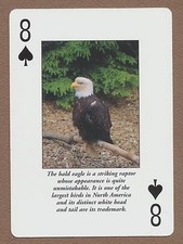 Bald Eagle Yosemite National Park playing card single eight of spades - 1 card