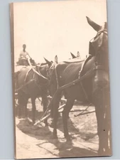 c1910 Donkey Horse Rides Saddle RPPC Real Photo Postcard
