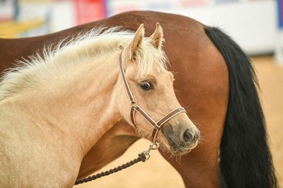 Libby's Fohlenkopfhalsband (kleines Fohlen - mittleres Fohlen - großes Fohlen)