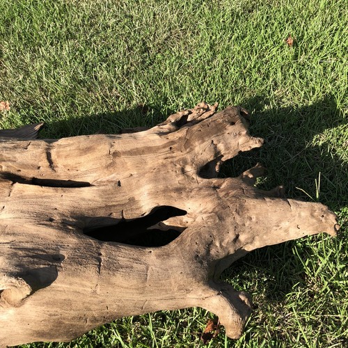 Xtra Large Driftwood Beautiful Aquarium Decor 38x18x10 Real Wood Holes Terrarium - Picture 20 of 23