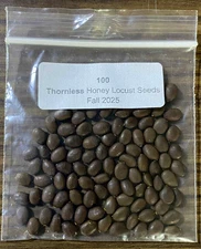 100 Thornless Honey Locust Tree Seeds (Gleditsia triacanthos inermis)