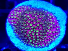 WWC Electric Daisy Stylocoeniella * Live Coral Frag * AJs Aquariums