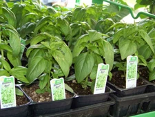 225 SEEDS - basil GENOVESE SPICE HERB for pesto GroCo - BUY ANY 15 - SHIPS FREE