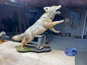 Coyote full body mount