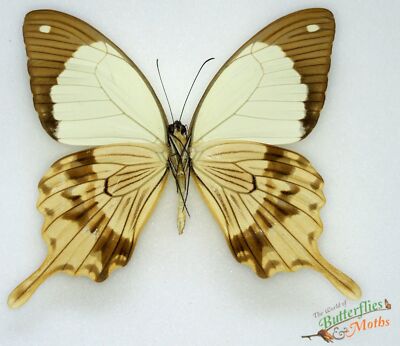 Papilio Dardanus Flying Handkerchief Papillons Set x1 A1