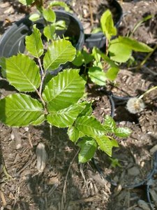 Fagus | eBay