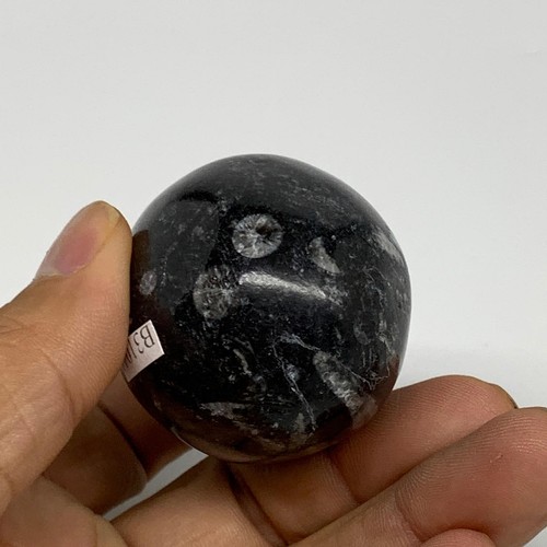 130.6g, 2.2"x1.6", Natural Fossil Orthoceras Stone Egg from Morocco, B31044 - Picture 5 of 10