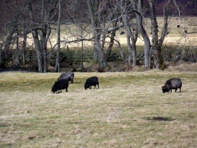 Photo 6x4 Hebridean sheep, Foss Tressair Hebridean sheep are a small, har c2010