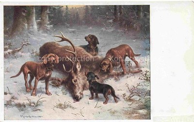 Dachshund Dachshund Teckel dogs dogs Chiens Cani hunting deer 