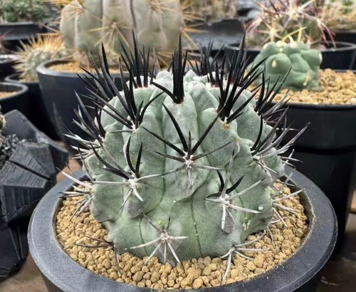 6.3cm Rare plant SucculentLive Eriosyce paucicostata WYSIWYG Own Root Garden - Picture 2 of 2