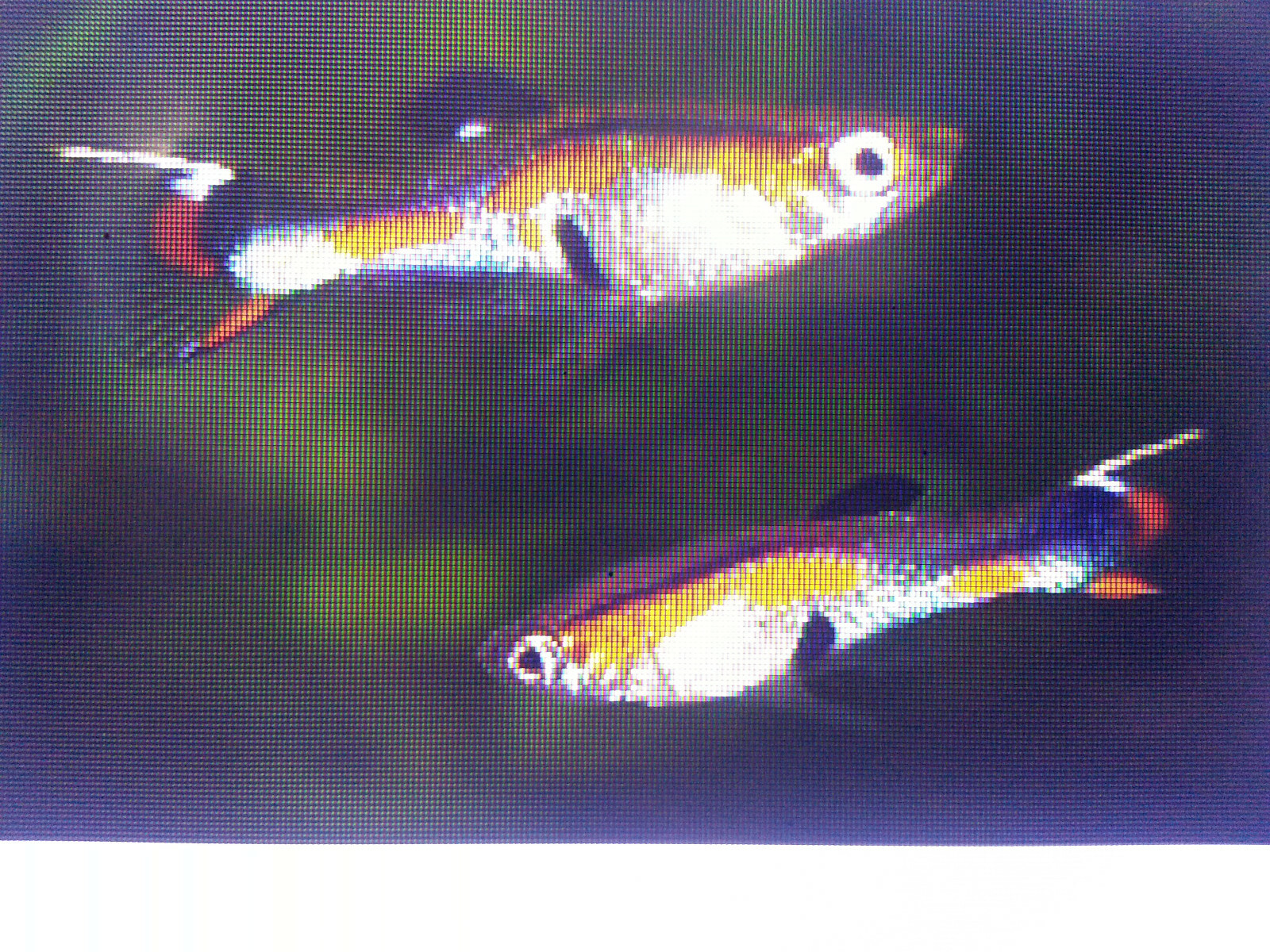 (20) Guppy Feeder Fish Small Plain Guppies Random Colors and Sexes eBay