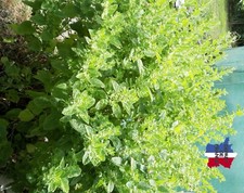 MELISSE CITRONNELLE OU Melissa officinalis 100 GRAINES BIO