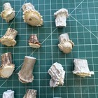 26 Elk And  Deer Antler Burrs for Craft/Taxidermy/buttons Drawer Pulls — photo 5