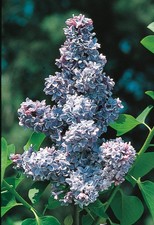 PRESIDENT GREVY LILAC BUSH SYRINGA VULGARIS 4+ INCHES LIVE ROOTED WELL PLANT