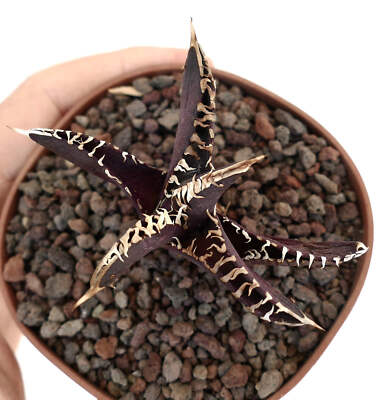 Agave titanota cv DARK KNIGHT SELECTED 16AR - White Agave | Chalk