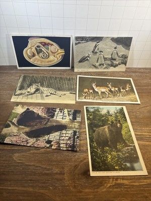 Lot Of 6 Vintage Animal Postcards Bear Tiger Clam Penguins