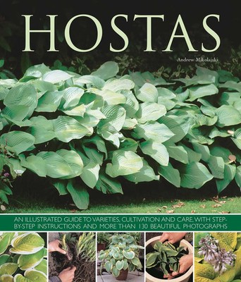 Hostas | Andrew Mikolajski | Taschenbuch | Kartoniert / Broschiert | Englisch