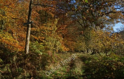 Photo 6x4 Dipple Wood in Autumn Beaconsfield A shot from the public footp c2010