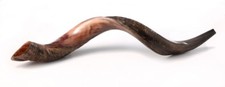 Half Polished Natural Judaica Kosher 60-70 Cm Yemenite Kudu Shofar Horn Israel