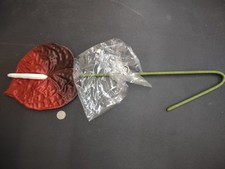 Giant Tropical Anthurium Flower, Red/Burgundy Satin, Large Bloom  Long Stem