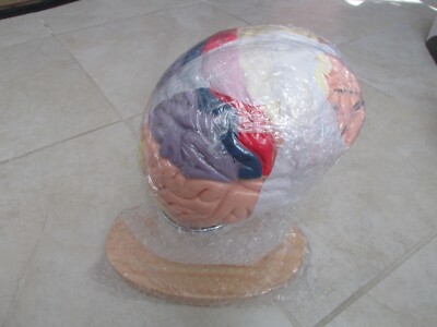 Human Brain Model Anatomy & Display Stand Color-Coded & Numbered