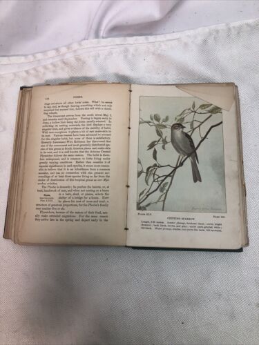 VINTAGE 1902 Bird-Life A Guide to Study of Our Common Birds Frank Chapman - Picture 21 of 23