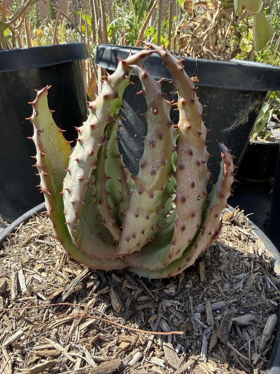 aloe vera gesichtswasser ohne alkohol Gesichtstoner mit Aloe Vera & Gurke – Feuchtigkeit & Schutz für  Hautbarriere – WILD BABOON