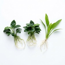 Aquarium Plant Bundle Anubias Amazon Sword Live Freshwater Bare Root