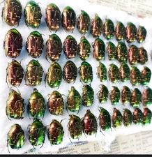 Entomology, Cetonia aurata 50 Pc / Insects beetles lot