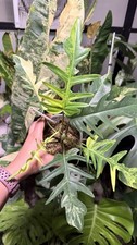 Philodendron Florida Beauty X Tortum Variegated Houseplant Rooted