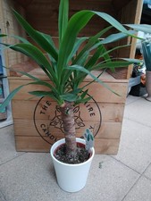 Yucca Elephantipes Spineless Plant Evergreen Indoor Houseplant 14cm ceramic pot