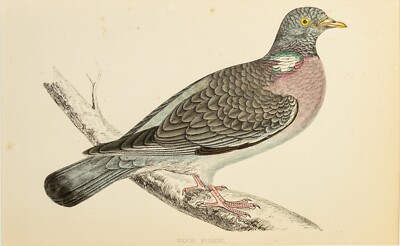 Ringeltaube Wood Pigeon Holzstich mit Passepartout handkoloriert 1891