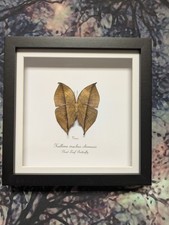 Dead Leaf Butterfly (Kallima inachus) Entomology shadow  frame taxidermy verso