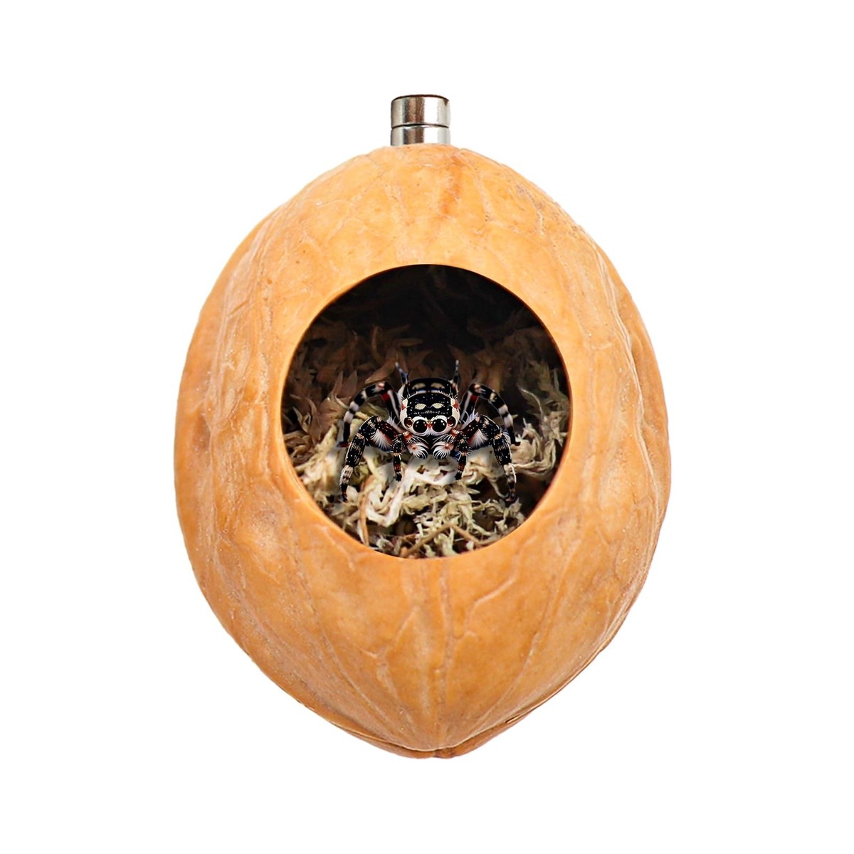 2 Pack Jumping Spider Enclosure Accessories with Walnut Shell Moss