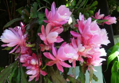 Armatocereus Rauhii v Columnar Tree Cactus Balsasensis 10 seeds