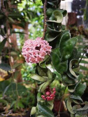 2PCS Hoya Compacta aka or Hoya Hindu Rope Plant Available  RareSucculent 6-8CM