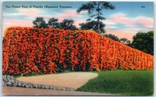 Postcard - The Flame Vine of Florida (Bignonia Venusta) - USA