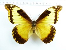 ENTOMOLOGY, BUTTERFLY: MORPHO RHETENOR CACICUS FEMALE PERU RARE!
