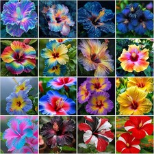 115 Mixed Perennial Hibiscus Flower Seeds for Planting - Fresh Hardy Hibiscus