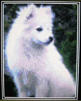 japanese spitz south africa