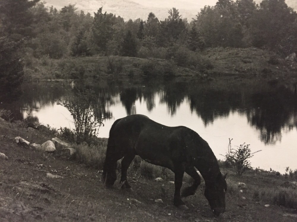 Horse grazing by lakeside real photo postcard
