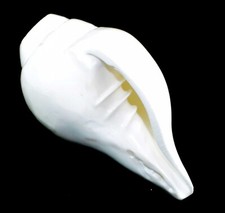 Blowing Conch / Shankh For Worship Pure White Authentic Shell