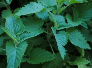Valerian-Mix-For-Catnip-Resistant-Cats-POTENT-All-Natural-Sample-or-Bulk