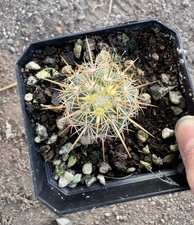 Prezzo di vendita 2,75 cm radice propria WYSIWYG